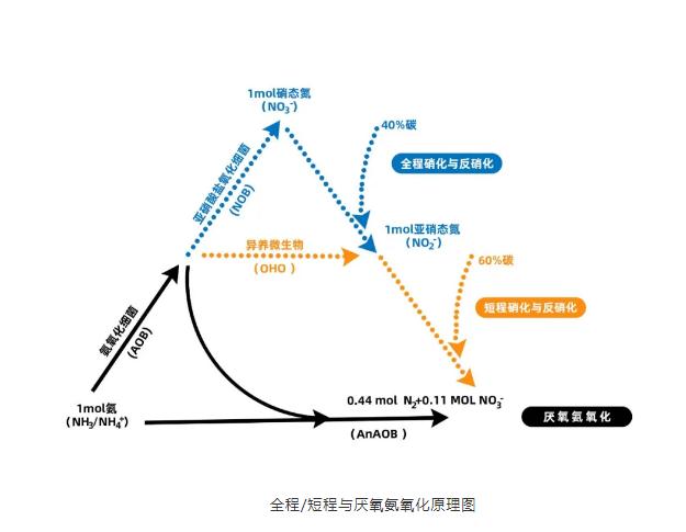 [碳中和] 低能耗技術之把厭氧氨氧化說清楚